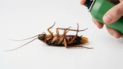 Eliminiamo gli scarafaggi una volta per tutte: un trucchetto geniale e collaudato