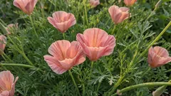 Aiuola a crescita spontanea: fiori da seminare direttamente in terra