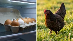 Polli allevati in proprio o uova acquistate al supermercato: cosa costa davvero di meno